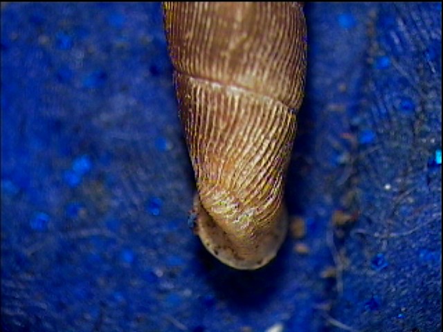 Clausilia bidentata crenulata sotto una corteccia